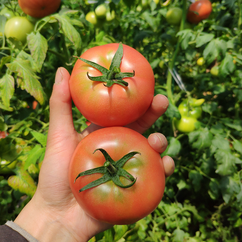 味道浓郁老味道西红柿农家自然熟酸甜有籽沙瓤有机老品种5斤