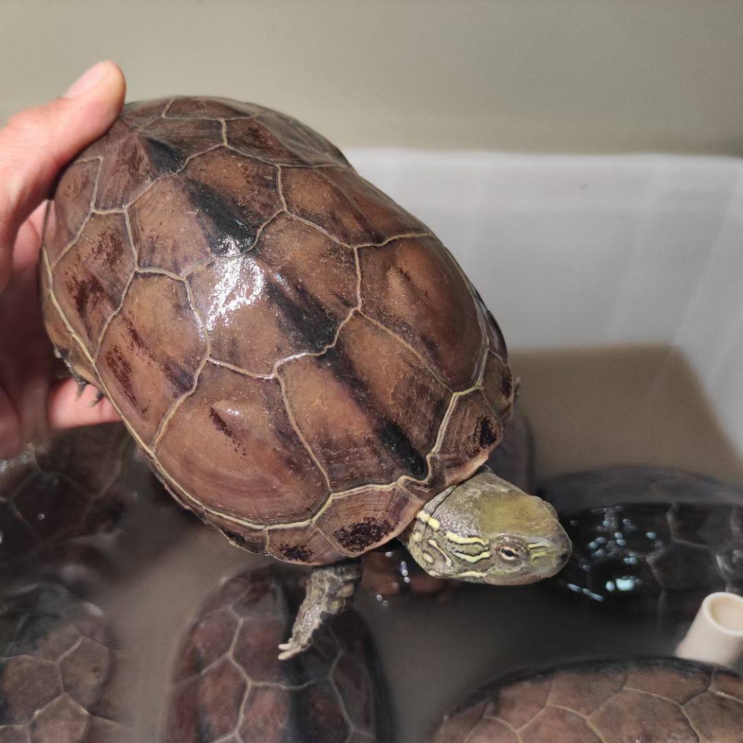 金线中华草龟外塘成年本土大个乌龟活物下蛋龟