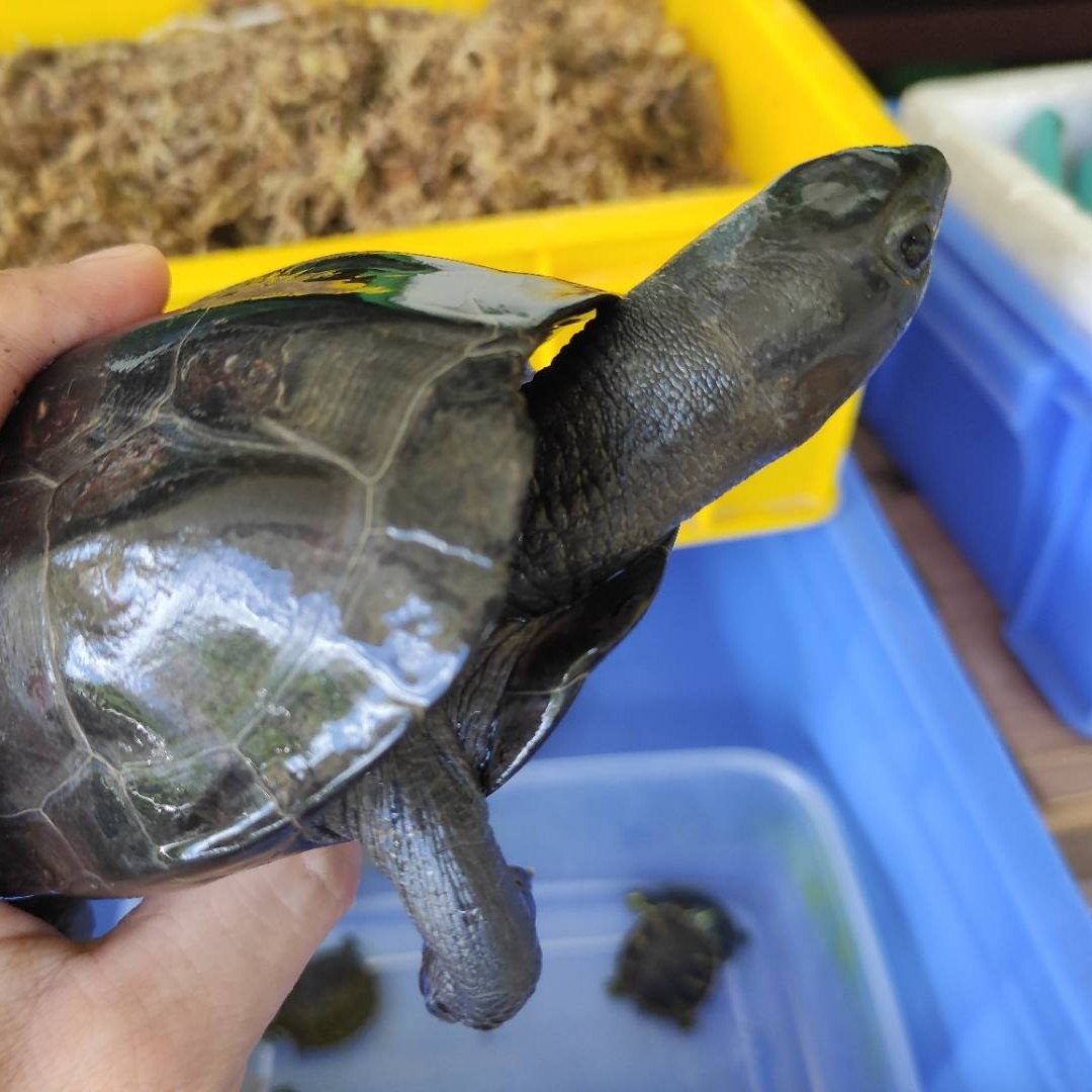 中华墨龟纯种全黑特大外塘成年观赏长寿乌龟龟
