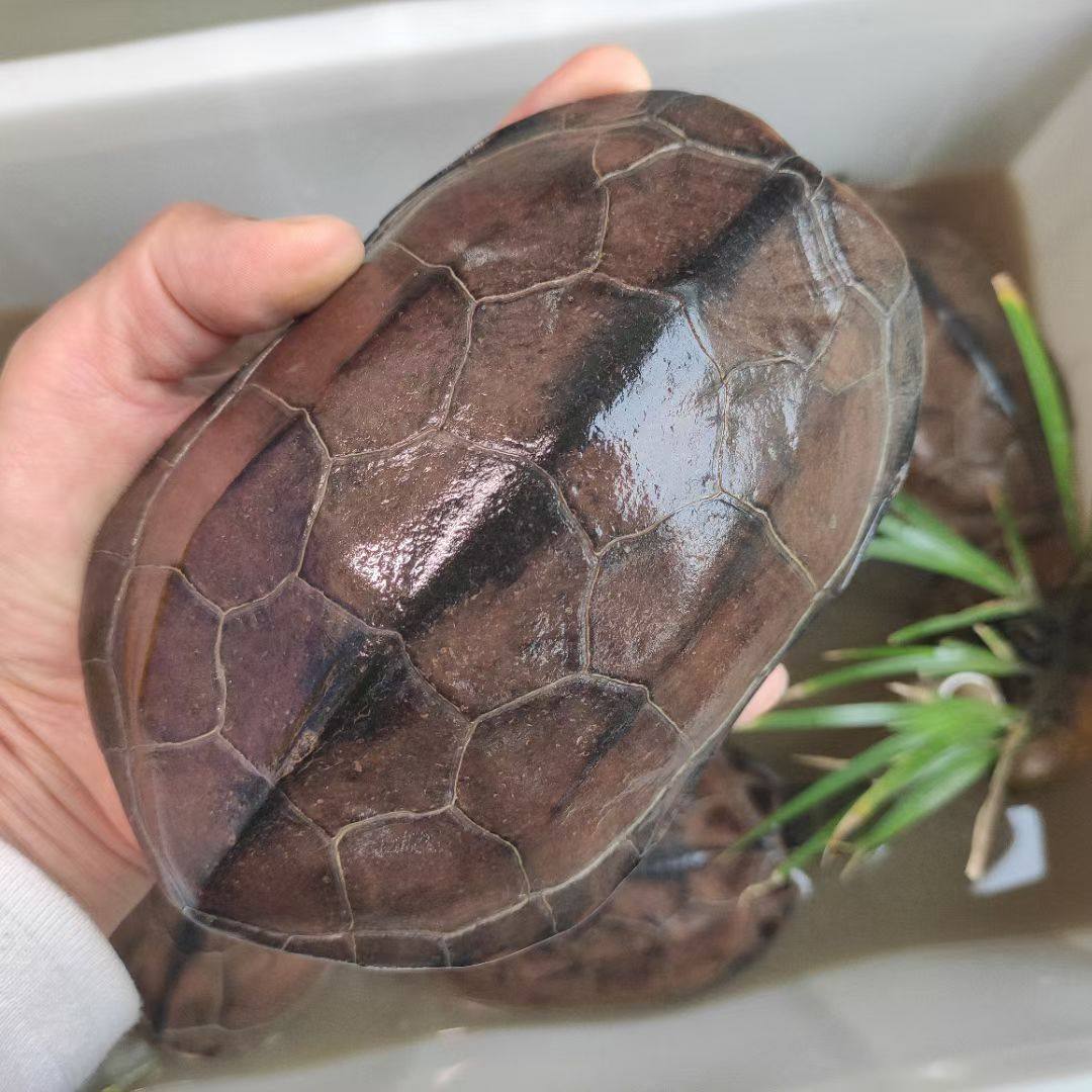 金线中华草龟外塘成年本土大个乌龟活物下蛋龟