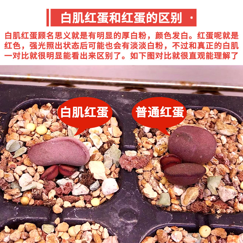 红蛋 水泡 多肉 红蛋水泡 一物一拍多肉植物白肌红蛋水泡多肉