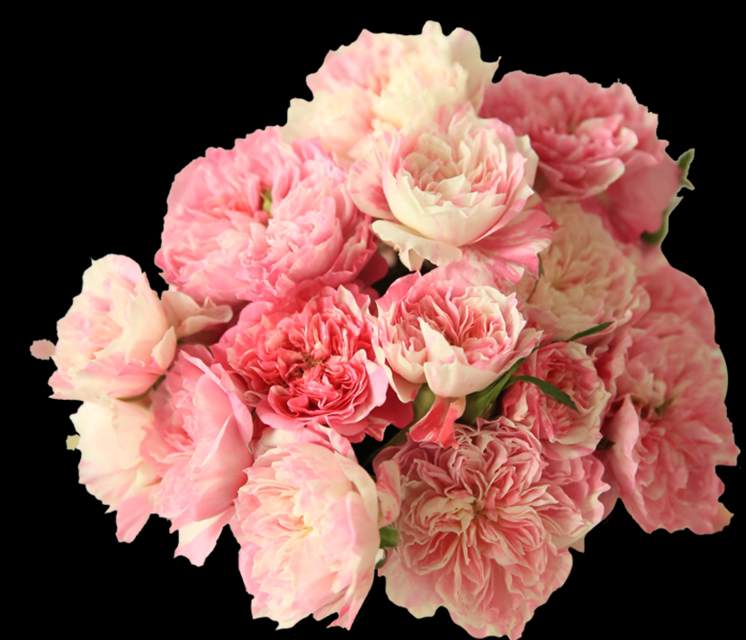 正品幸福之门月季护身符新品多季欧月微月盆栽时令草本花卉