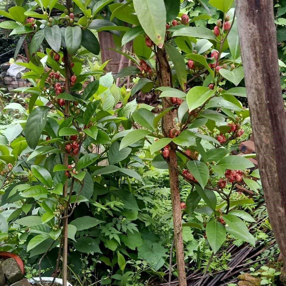 老虎布福娜大血果苗四季可种结果当年果树