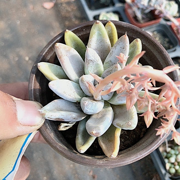 杜里万满28包邮多肉植物