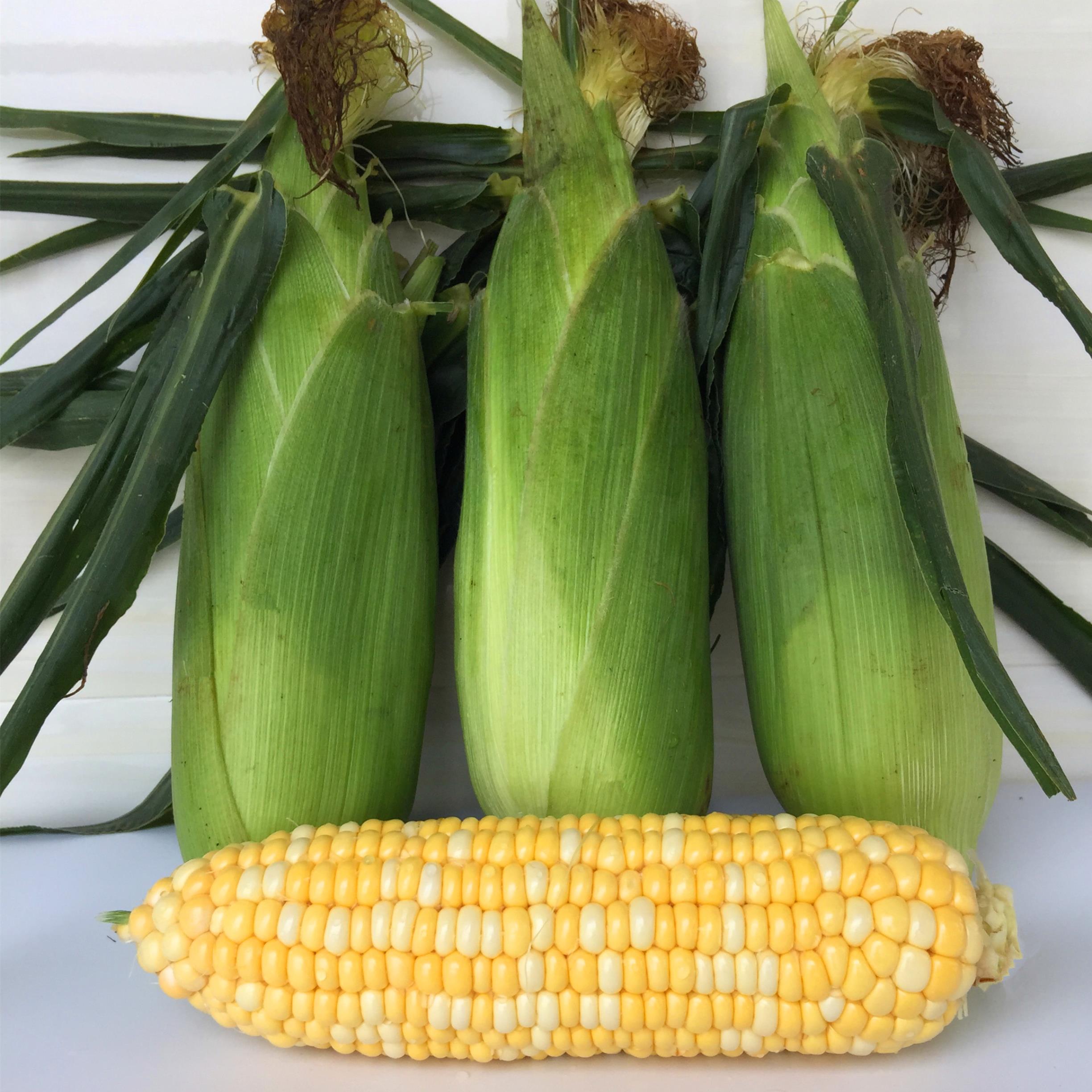 云南特产新鲜水果玉米玉米棒鲜嫩可以生吃现砍手机保护套