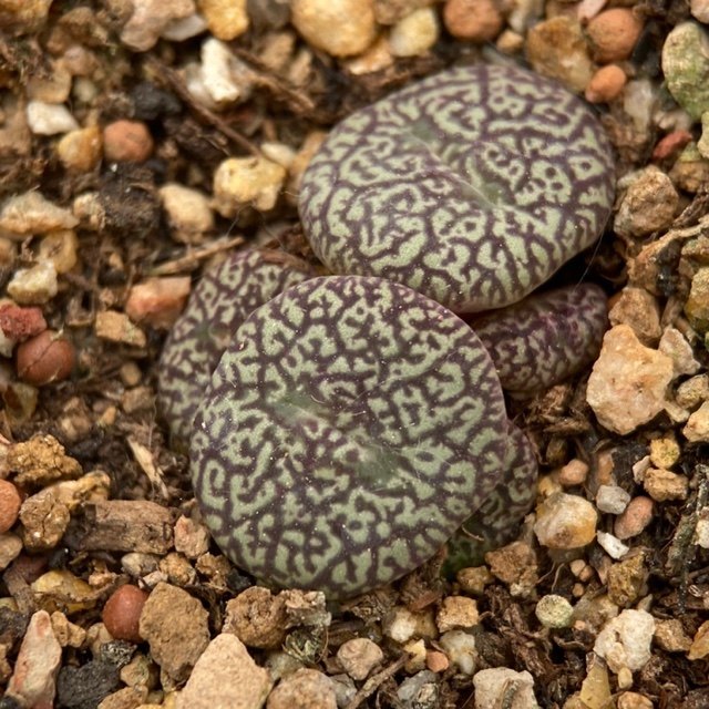 肉锥墨小5头多肉植物