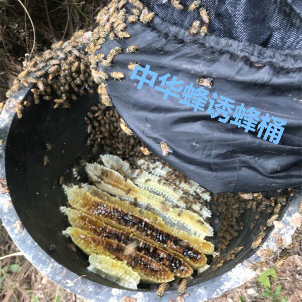 诱蜂桶蜜蜂箱黑色塑料桶养蜂中蜂蜡野外引蜂招蜂水诱捕土蜂收蜂笼