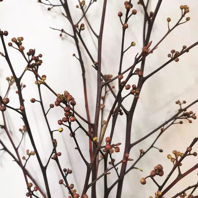 灯台鲜切枝木本花材鲜花速递上海同城家用花艺江浙沪皖两扎包邮