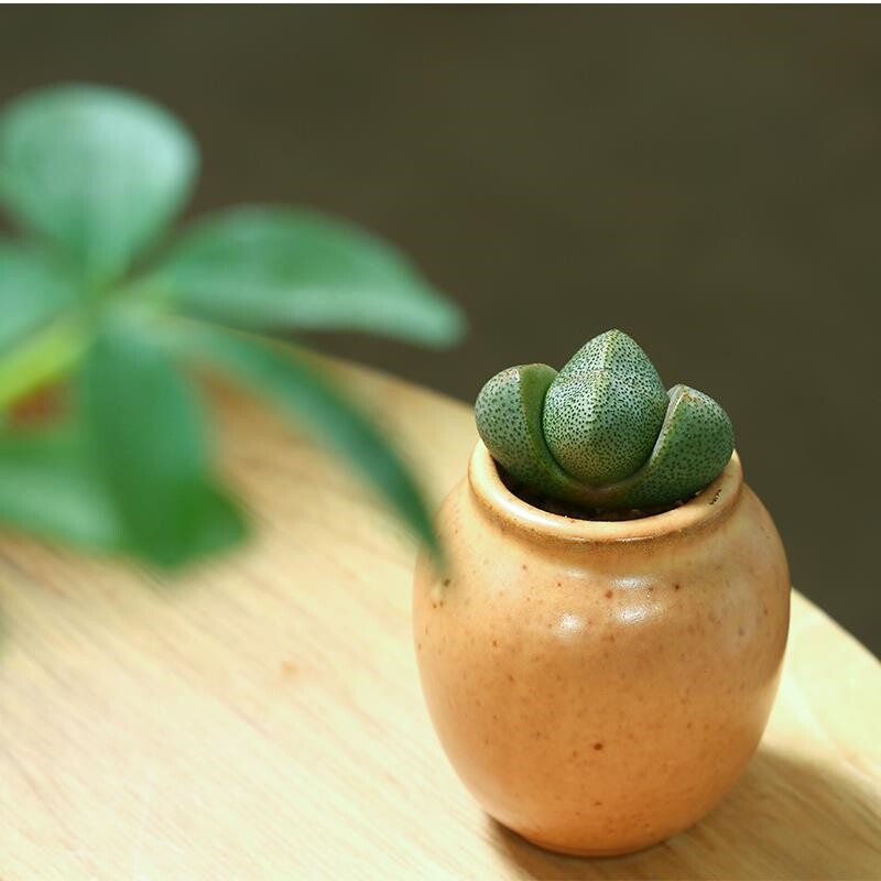 绿帝玉 大元宝 多肉植物多肉绿植盆栽番杏科迷你肉肉 3颗9.9包邮