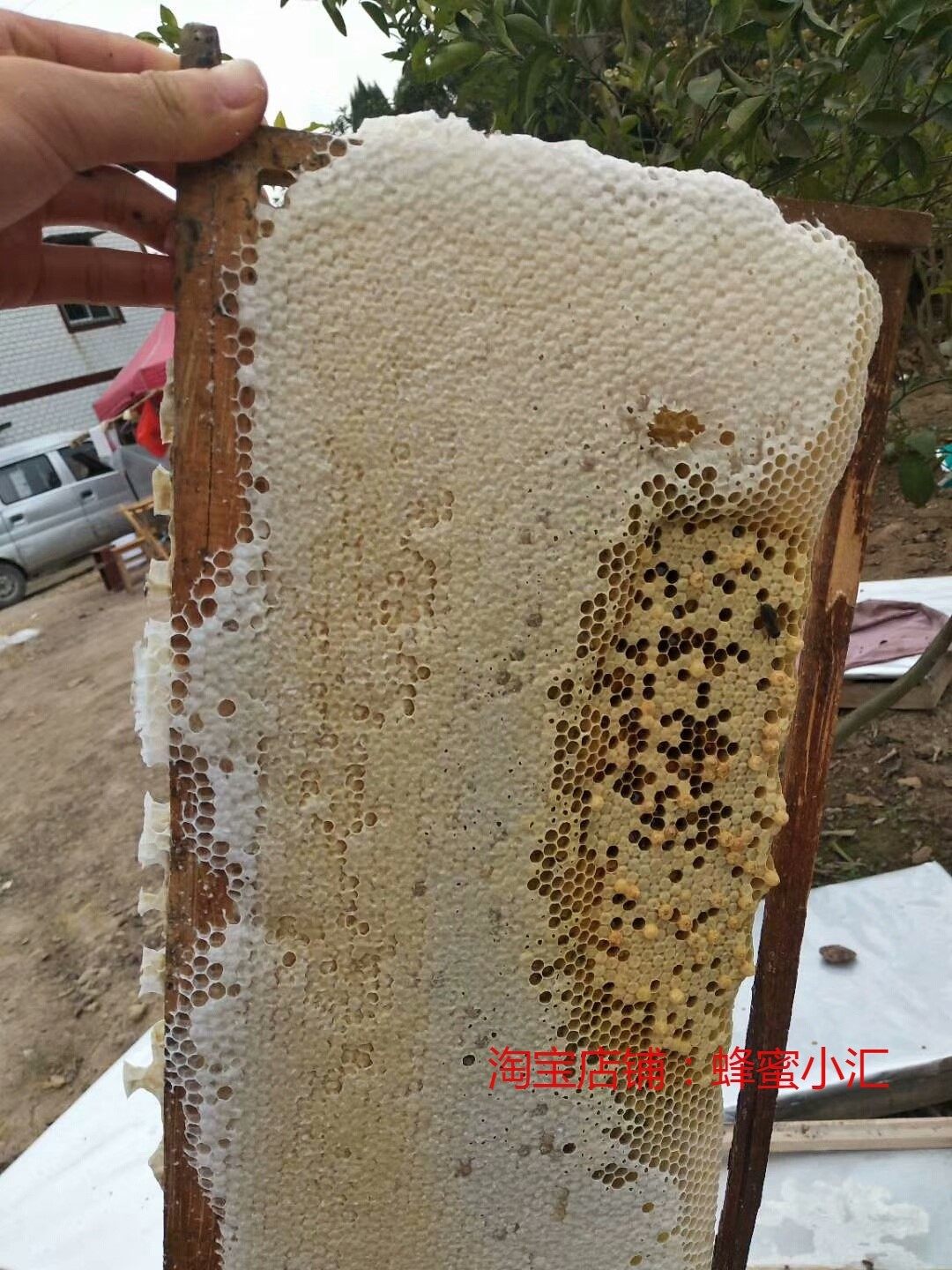 黄金蜂群蜜蜂蜂群活体中蜂群双色蜂王阿坝蜂笼蜂养蜂黄金蜂