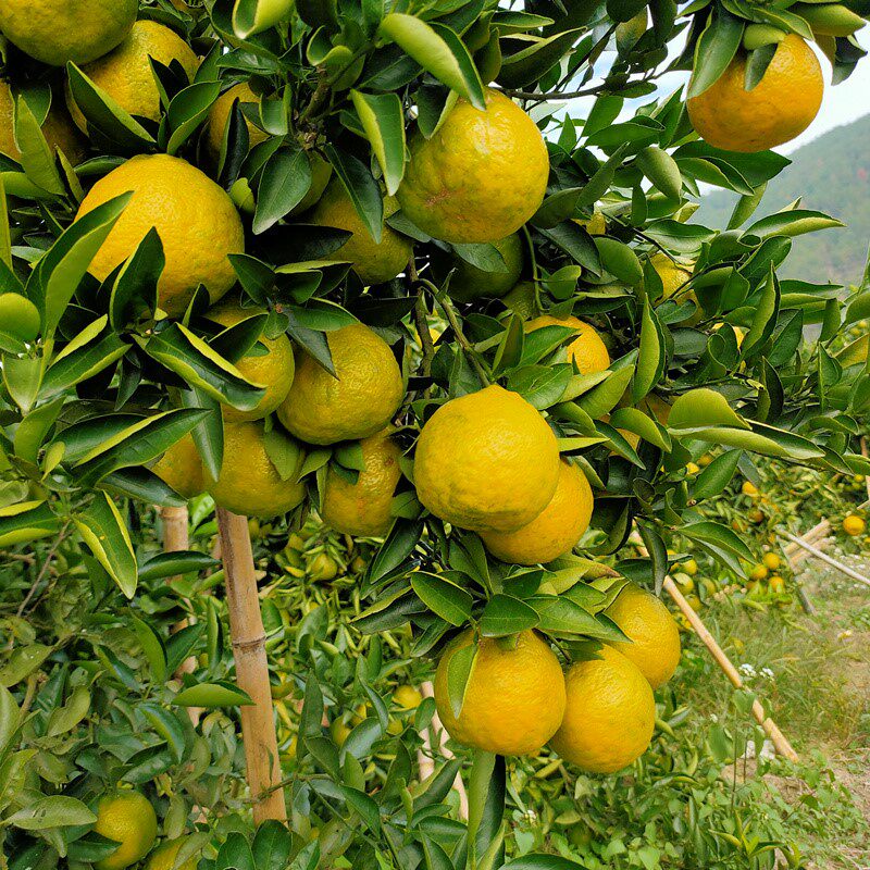 果蔬瓯柑丽水温州特产苦桔新鲜水果桔子欧柑手机保护套