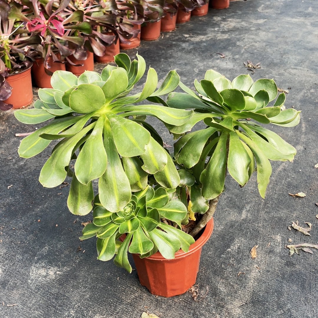 云南法师锦清棚君美丽中斑多肉植物