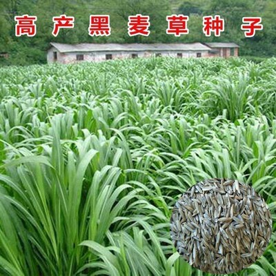 大叶四季多年生黑麦草进口高产草鱼草籽牧草包发芽发芽冬牧家庭园艺