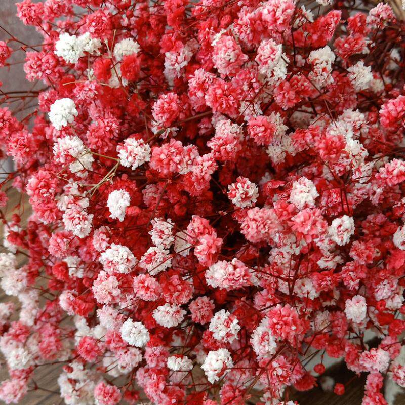 昆明满天星千万星伊洛斯永生花干花花束客厅居家装饰干花