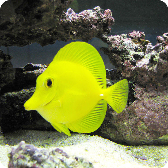 珊瑚水族活体海水鱼观赏小丑黄金吊单条可发死亡包赔渔场