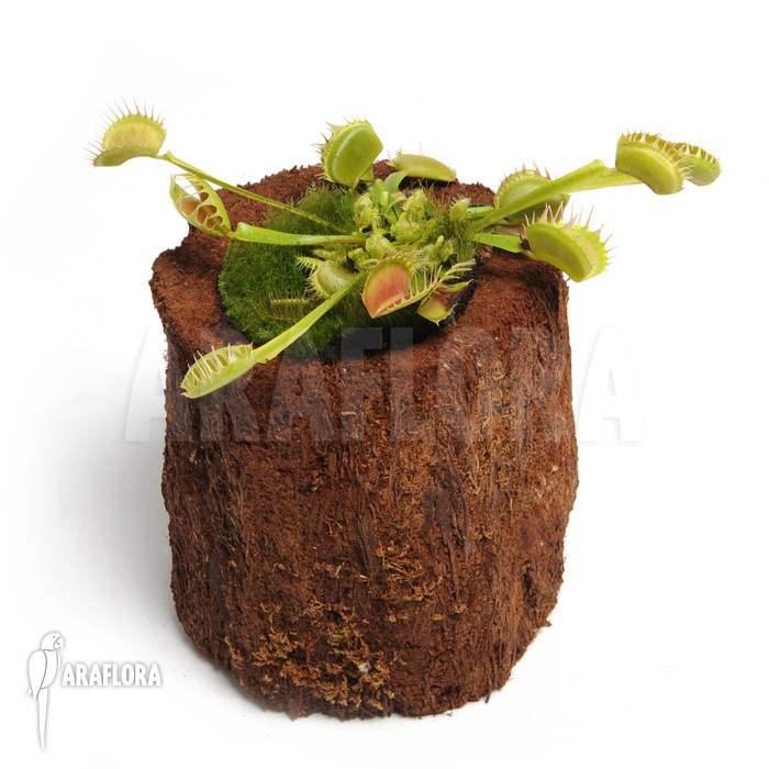 食虫植物-直立融齿捕蝇草(大特价小苗)