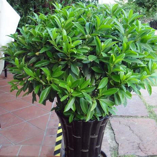 新品居家盆栽植物四季常青花卉非洲茉莉净化空气绿植