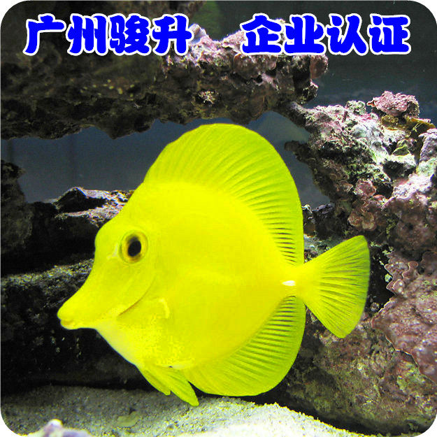 珊瑚水族活体海水鱼观赏小丑黄金吊单条可发死亡包赔渔场