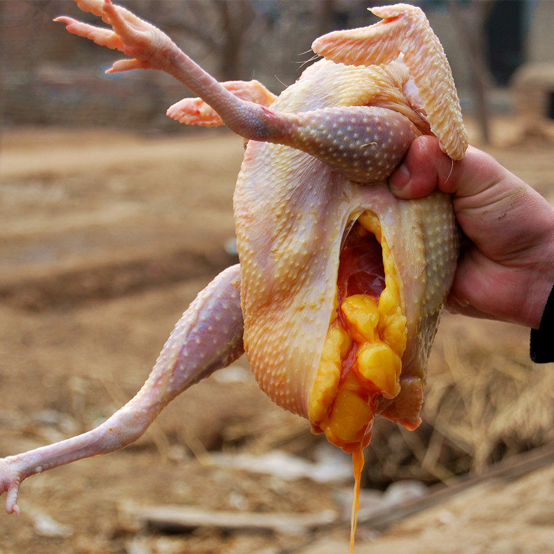 1500天老母鸡纯土鸡笨鸡柴鸡太行山农家散养走地鸡乡下农村整只鸡