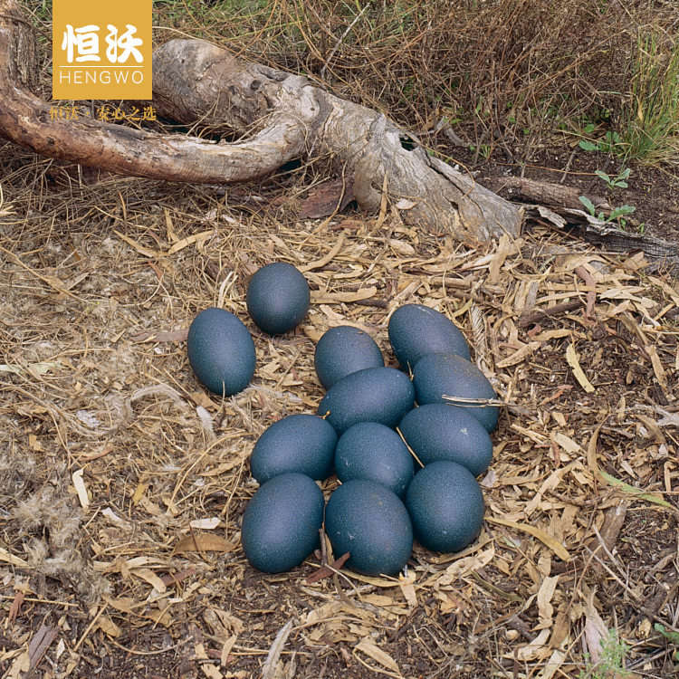 年货礼物精品鸸鹋蛋巨新鲜澳洲大号鸵鸟鸟蛋其它