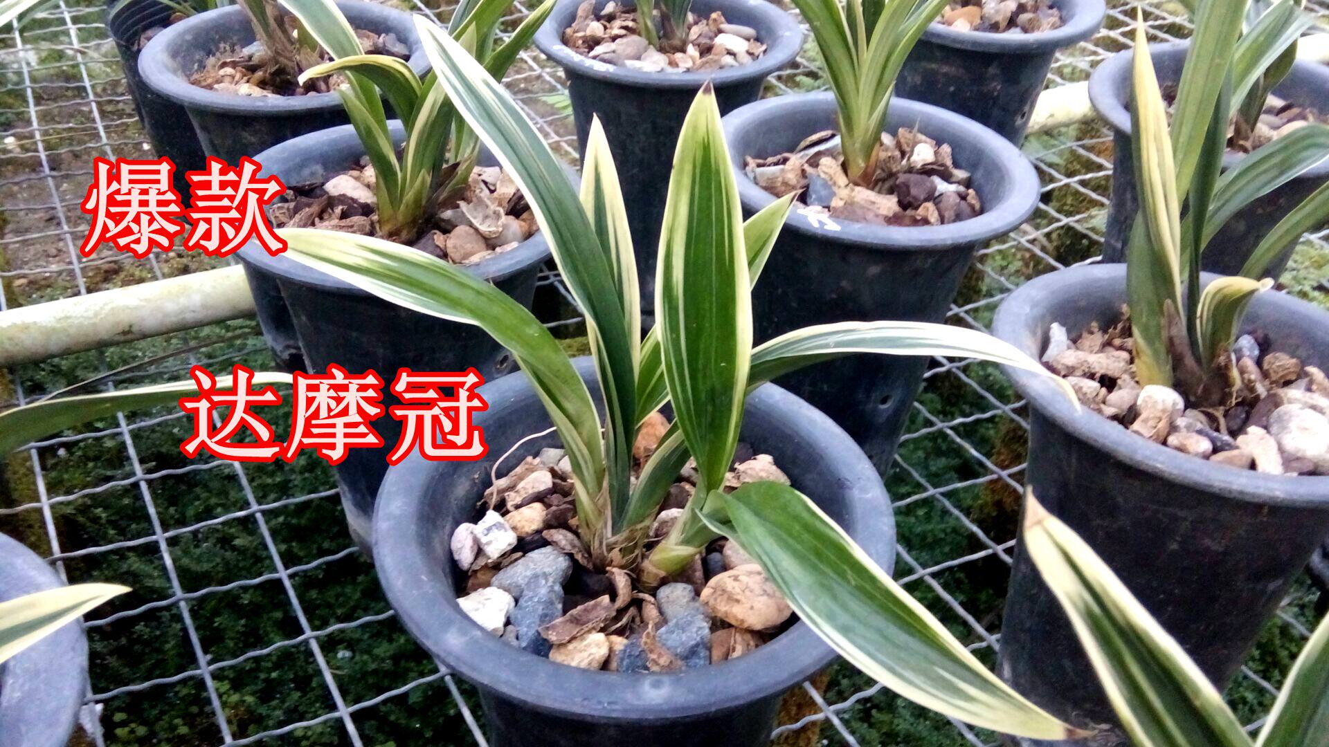 边线矮种兰花墨兰达摩冠金绿植盆栽花卉金边线花卉