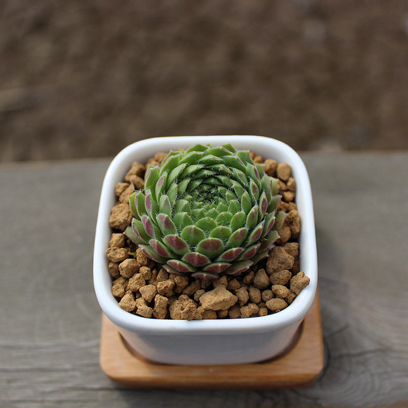 草莓卷娟多肉植物办公办公室室内防辐射净化空气绿植多肉植物