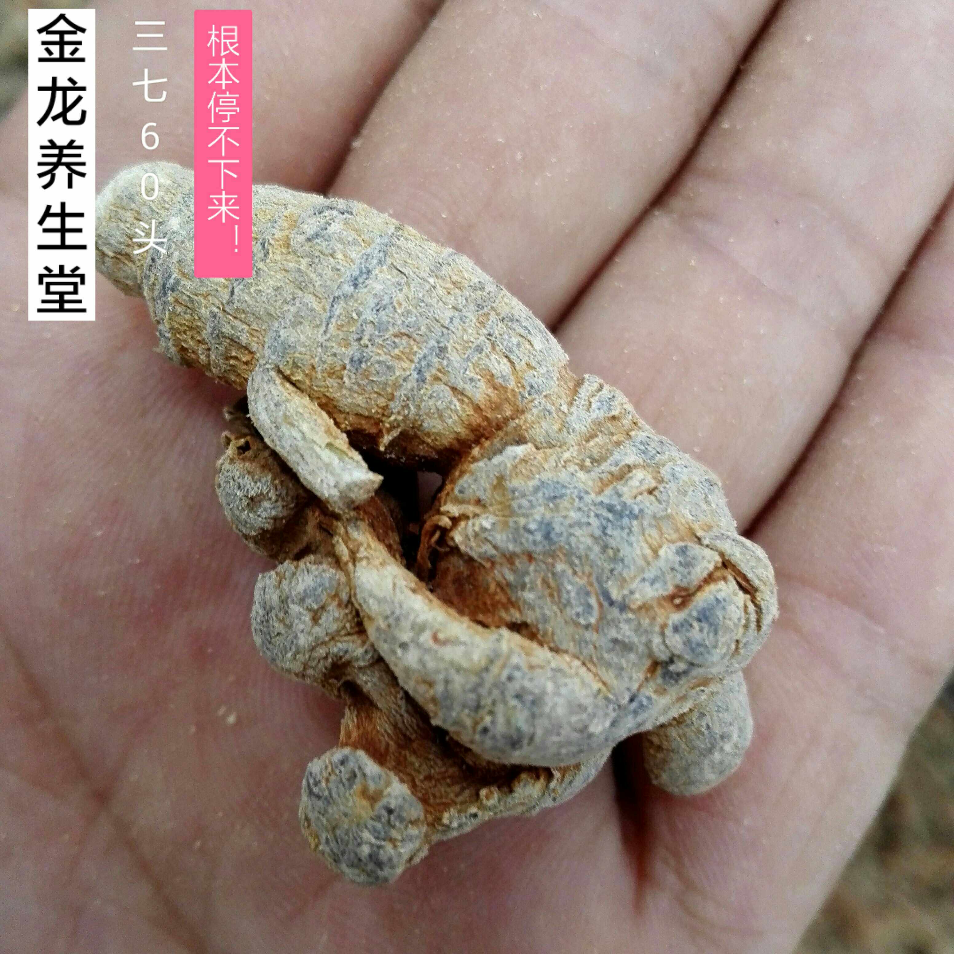 三七纯干水洗文山60头500g包邮田七七头中药材三七