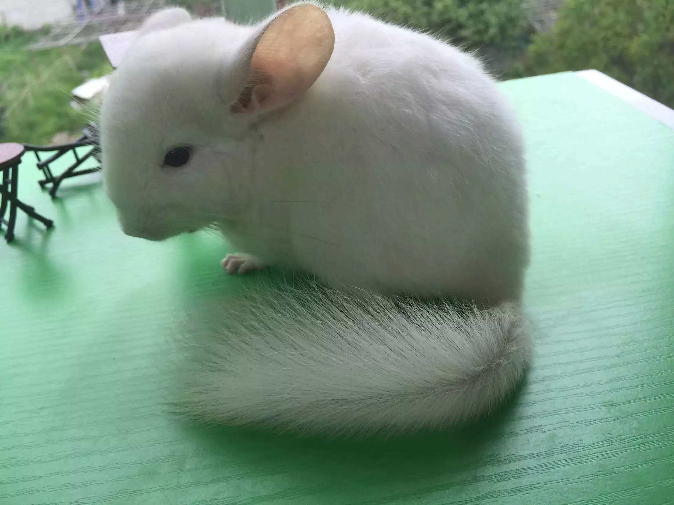 龙猫金色血轮眼粉白金粉色粉色猫宝宝活体包运毛绒布艺类玩具