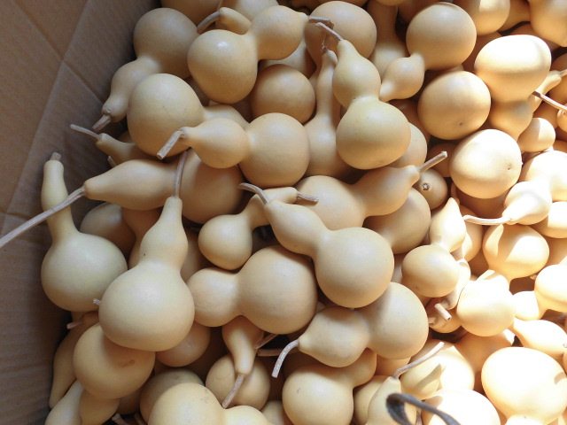 2017年新葫芦天然小亚腰葫芦白皮葫芦