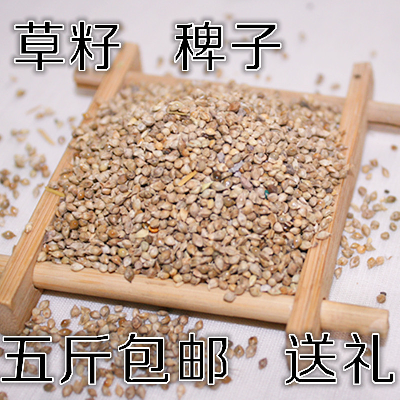 草籽鸟食稗子草坪种子芙蓉鹦鹉珍珠鸟文鸟仓鼠鸟食