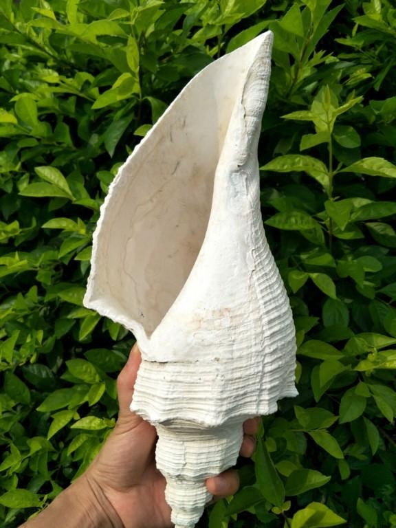 送一澳洲长香海螺贝壳号角收藏标本切口吹响海螺