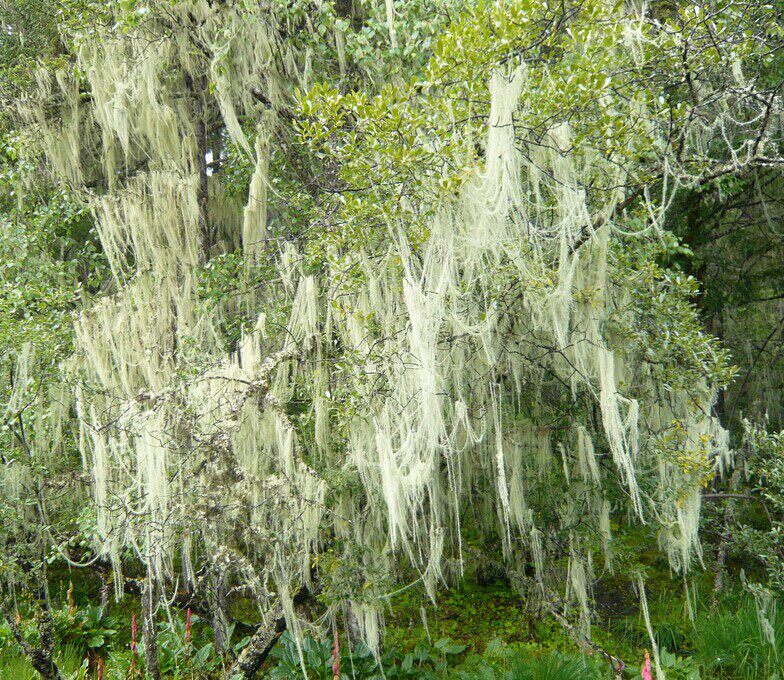 中药材松萝树挂云雾海风金线松罗500克其他药食同源食品