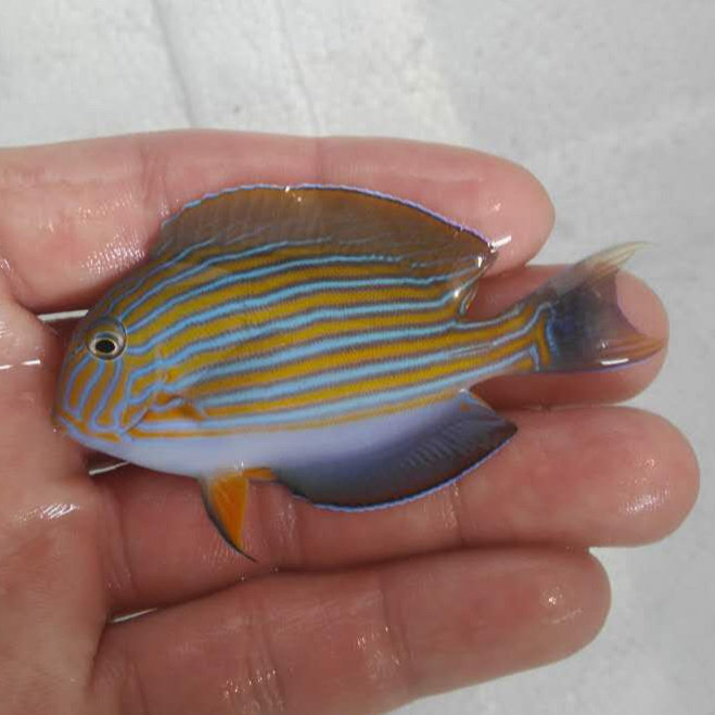 纹吊蓝吊黄金吊倒海水小丑鱼珊瑚活体顺丰快递鱼