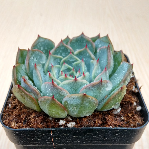 萱萱多肉植物园狮子座定规阳台绿植花卉甲醛防辐射多肉植物