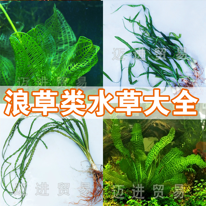 草类水草大全龙鞭卷浪气泡网草艾克葱头喷泉水草