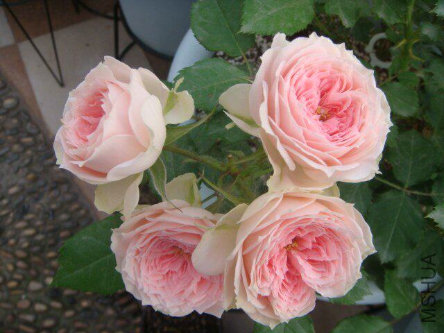 水灵花园门廊绒球大花微月群开非常好盆栽月季绿植