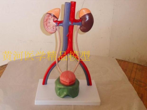 模型人体泌尿泌尿系系统立体肾脏动静静脉其他模型玩具