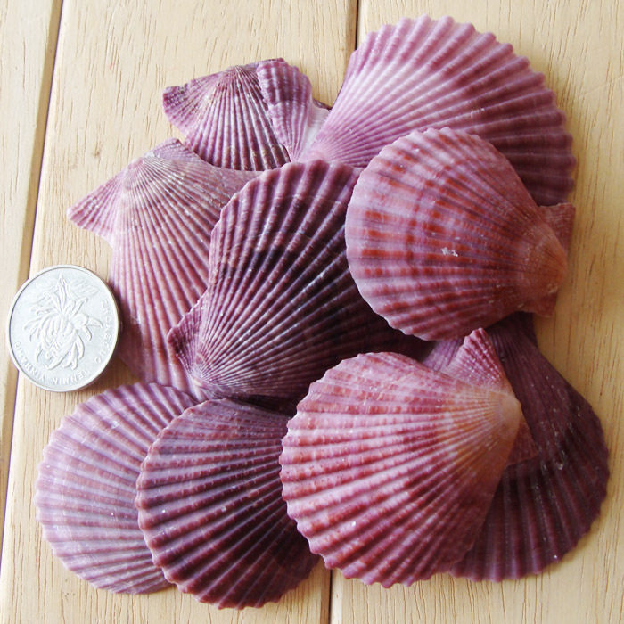 天然紫贝壳紫色扇贝海螺贝壳diy家居鱼缸地台海螺