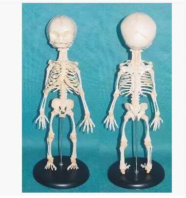 特价人体婴儿骨骼模型骨科脊柱骷髅幼儿其他模型玩具