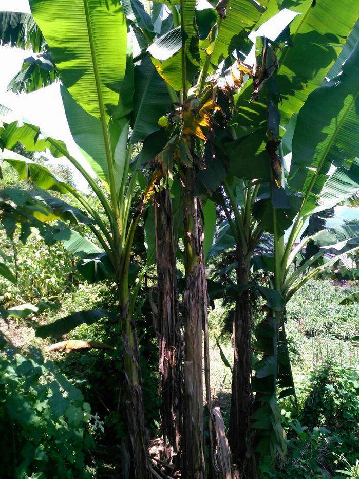 芭蕉树苗鲜货野生植物芭蕉树根兜大型观叶植物植物绿植