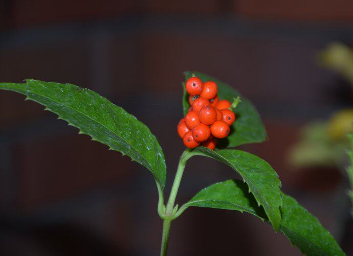 10件包邮广西深山 野生新鲜 九节风肿节风 草珊瑚中药材500g买5送
