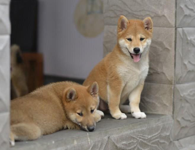 柴犬幼犬纯种日系狗狗活体赤柴表情包犬舍直销狗狗