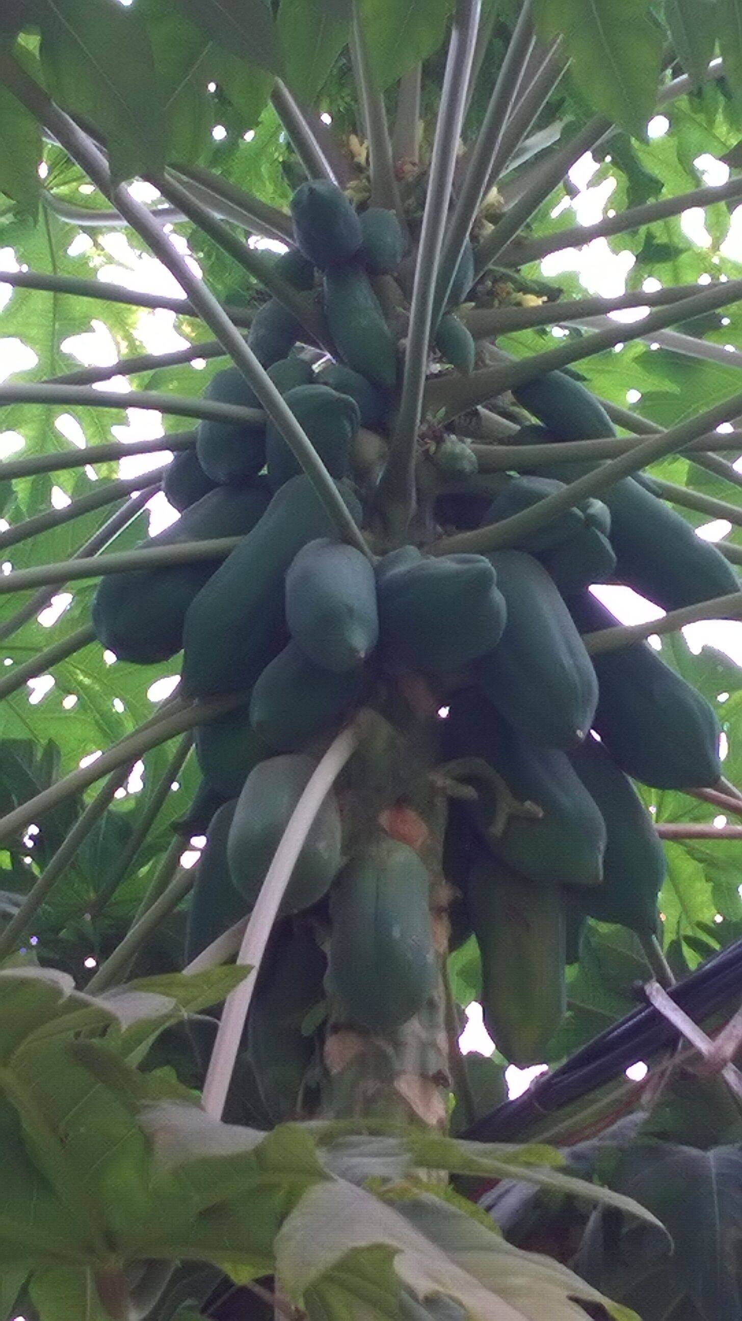 木瓜包邮生原生态广西新鲜现摘青木瓜番木酵素5斤装木瓜