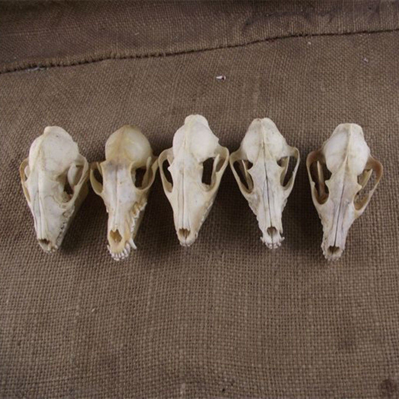 标本头骨骨骼模具狐狸狐狸头摆件动物模型化石摆件