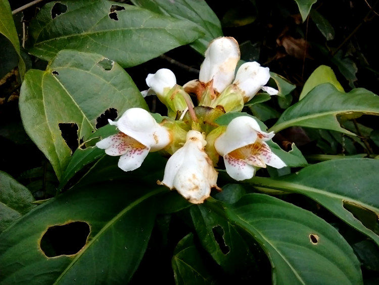 广西本土稀有有苦苣苔科大苞半蒴苣苔原生绿色绿植