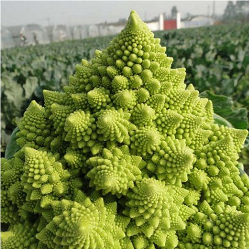 荷兰种源特色花菜种子韩国宝塔菜种子盆栽绿色菜花春秋基地用种