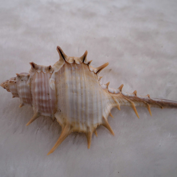 天然海螺贝壳女巫骨螺长刺水族鱼缸造景家居海螺