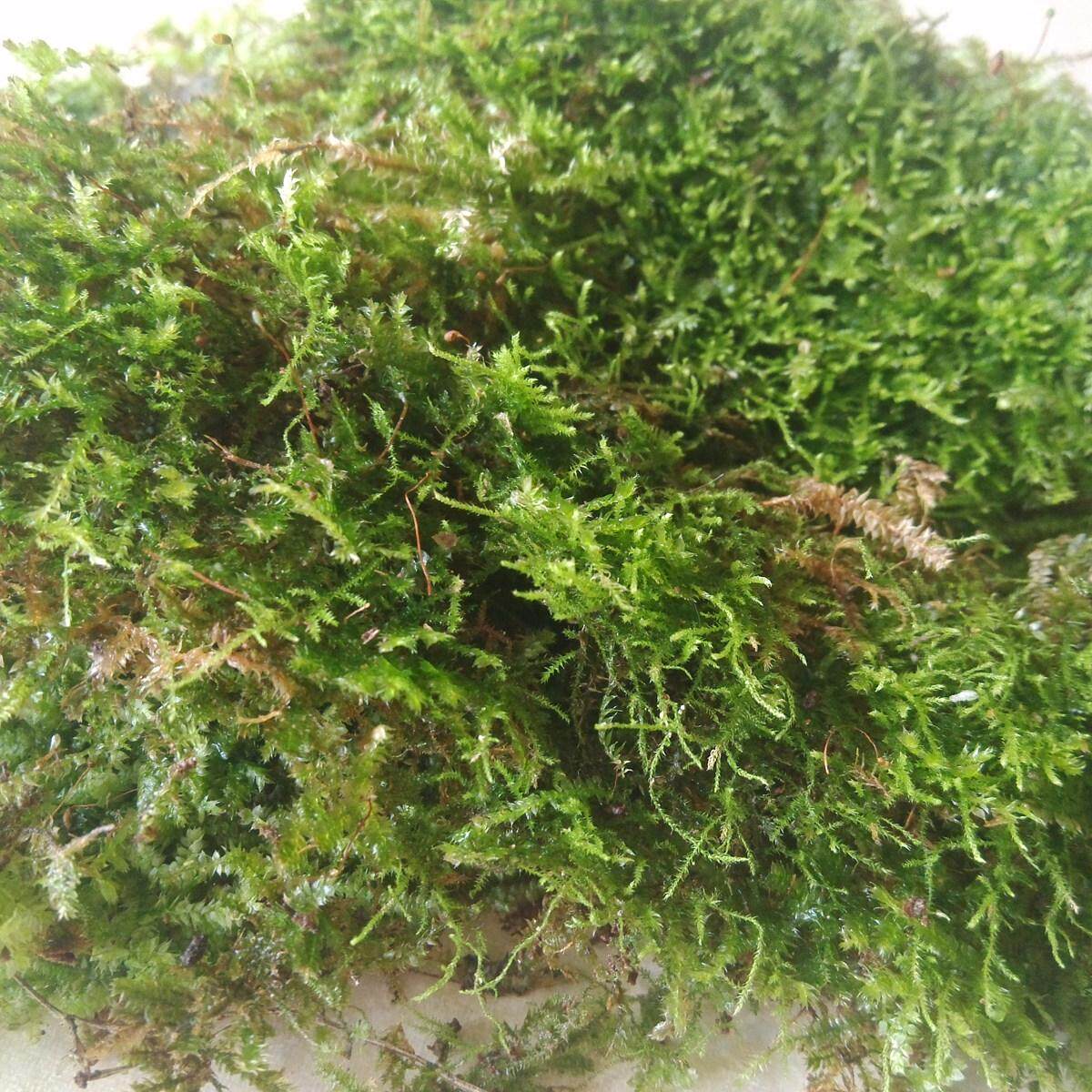 水草兰花保湿专用青苔新鲜介质