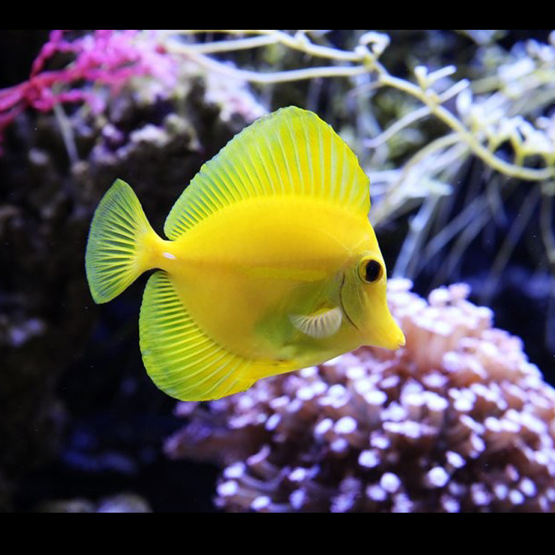 一川水族观赏鱼活体宠物海水珊瑚三角黄金自提鱼