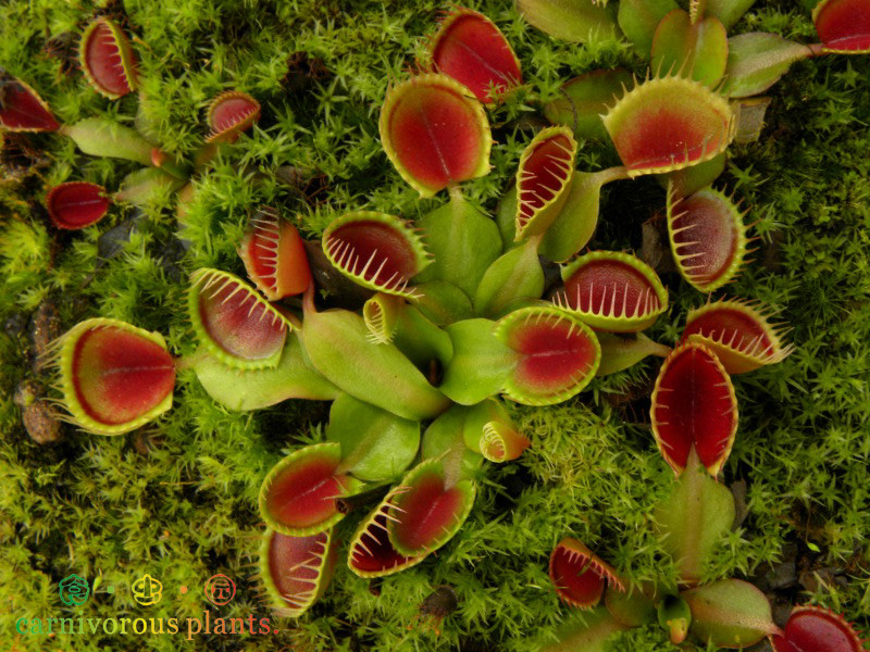 食虫植物-杯夹捕蝇草【特价小苗包邮】cup 比较萌的食虫草